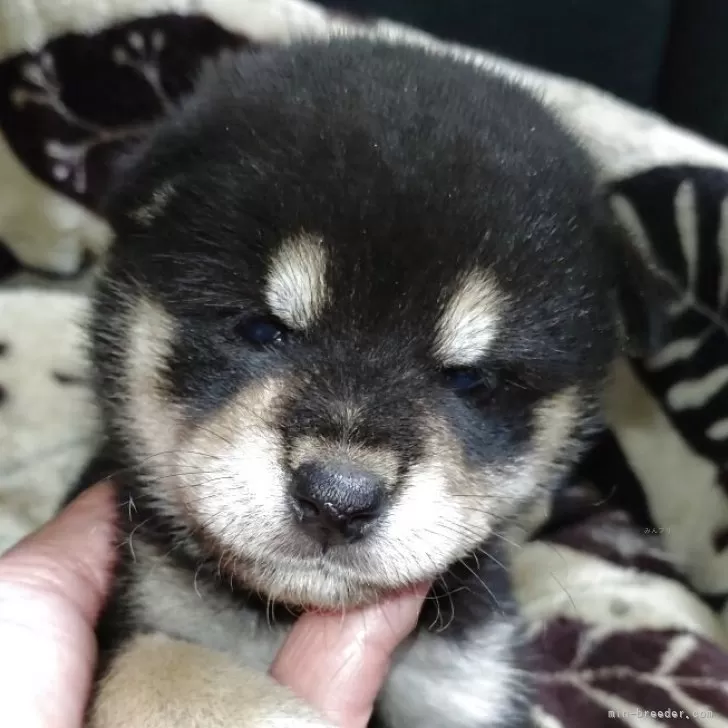 ID：2506-03004の子犬