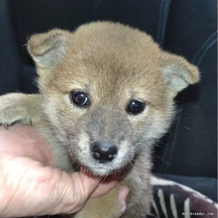 ID：2501-02320の子犬