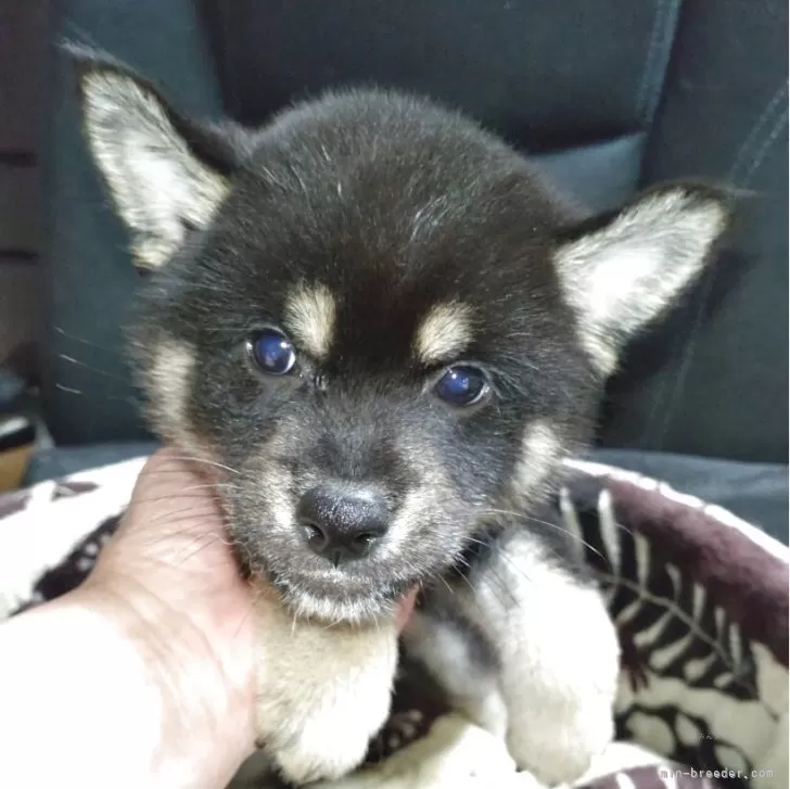 ロビン 様のお迎えした子犬