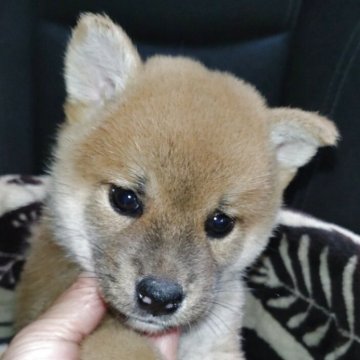 柴犬(標準サイズ)【岐阜県・男の子・2025年7月23日・赤】の写真「可愛い4兄弟」