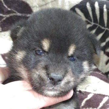 柴犬(標準サイズ)【岐阜県・女の子・2025年4月16日・黒】の写真「可愛いまん丸顔の女の子」