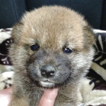 柴犬(標準サイズ)【岐阜県・男の子・2025年5月11日・赤】の写真「可愛い男の子」