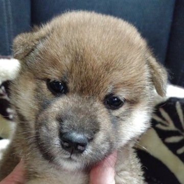 柴犬(標準サイズ)【岐阜県・男の子・2025年5月17日・赤】の写真「可愛い男の子」