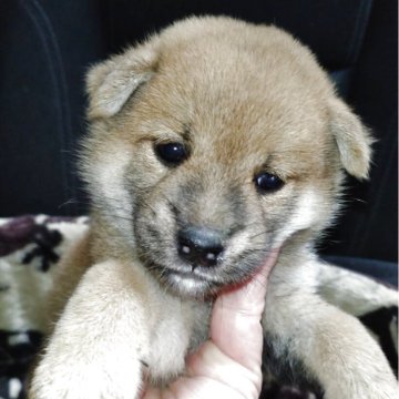 柴犬(標準サイズ)【岐阜県・男の子・2025年7月23日・赤】の写真「可愛い4兄弟」