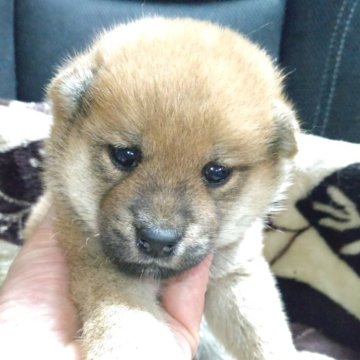 柴犬(標準サイズ)【岐阜県・男の子・2025年3月18日・赤】の写真「可愛い顔の男の子」
