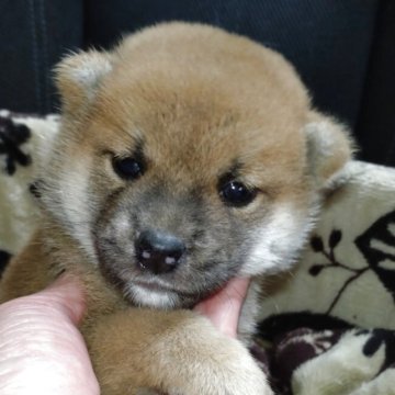 柴犬(標準サイズ)【岐阜県・男の子・2025年7月23日・赤】の写真「可愛い4兄弟」