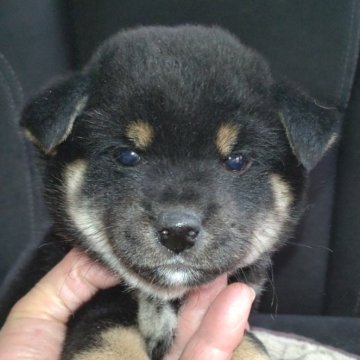 柴犬(標準サイズ)【岐阜県・女の子・2024年11月16日・黒】の写真「可愛い女の子」