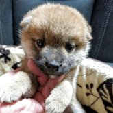 柴犬(標準サイズ)