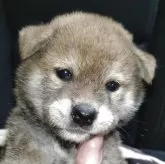 柴犬(標準サイズ)