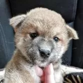 柴犬(標準サイズ)