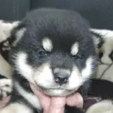 柴犬(標準サイズ)