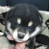 柴犬(標準サイズ)