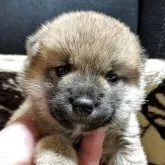 柴犬(標準サイズ)