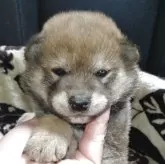 柴犬(標準サイズ)