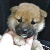 柴犬(標準サイズ)