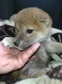 柴犬(標準サイズ)【岐阜県・女の子・2024年11月19日・赤】の写真3