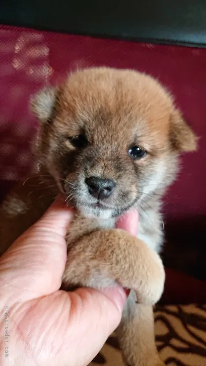 ID:2010-01398の子犬