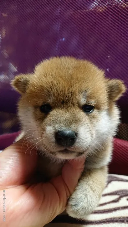 ID：2008-00790の子犬