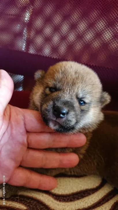 ID：2010-00037の子犬