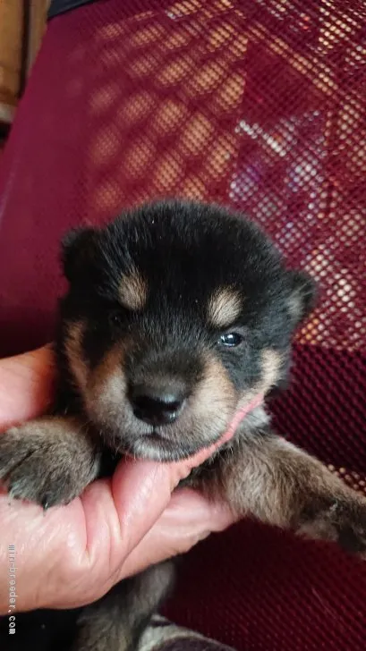 ID:2008-01000の子犬