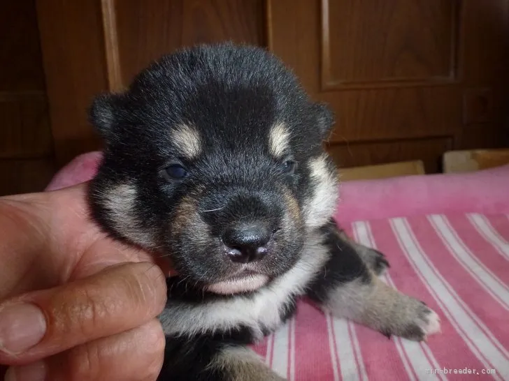 ID:2006-00266の子犬
