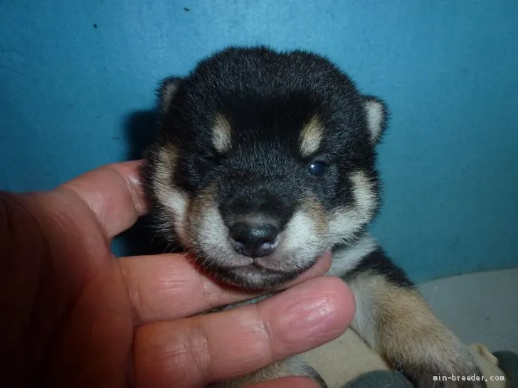 ID:2006-02261の子犬