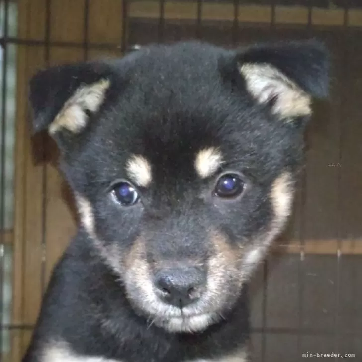 ID:2410-05612の子犬