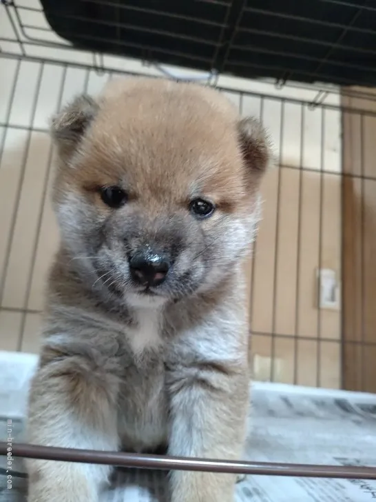M.K 様のお迎えした子犬
