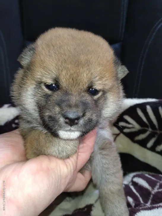 ちーこ 様のお迎えした子犬