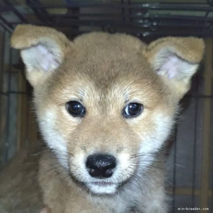 ID:2410-03067の子犬