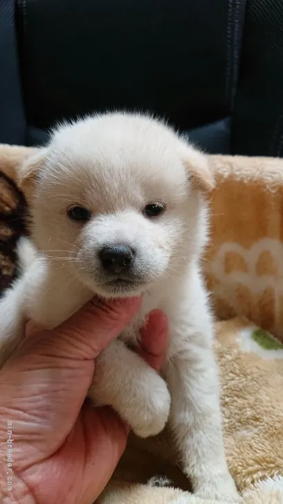 ID：2107-00495の子犬