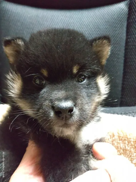 S.W 様のお迎えした子犬