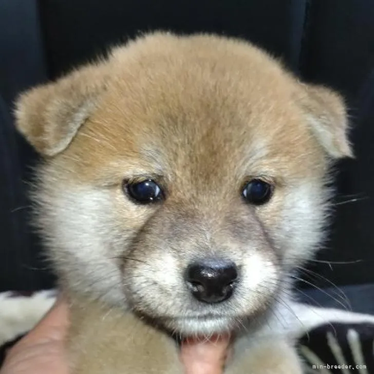 ID:2209-00412の子犬