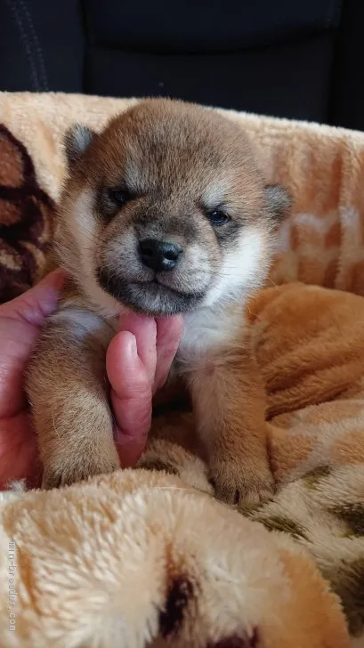 ID：2012-00739の子犬