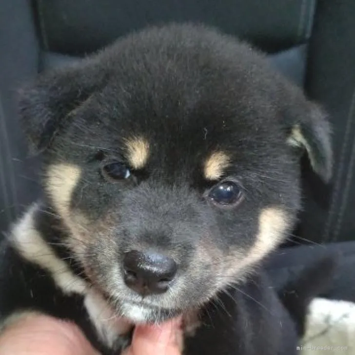 ID：2209-02761の子犬