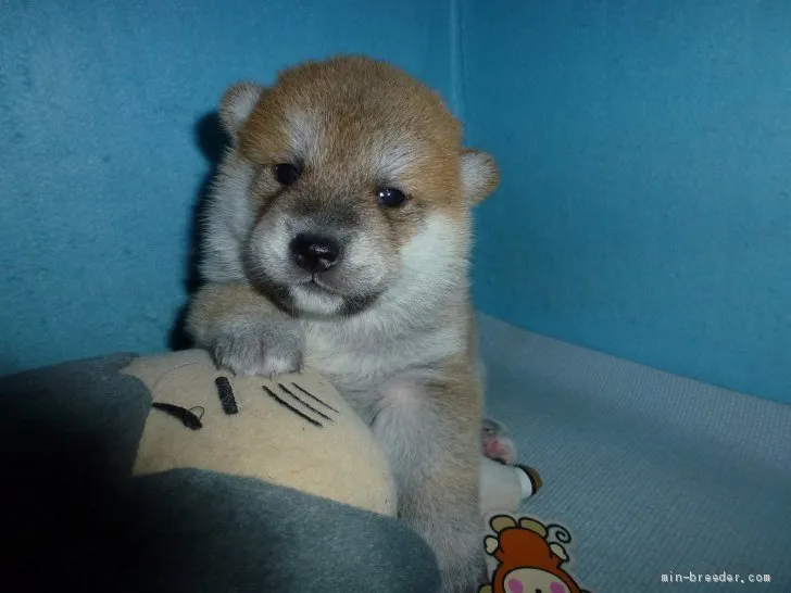 ID：2004-01378の子犬