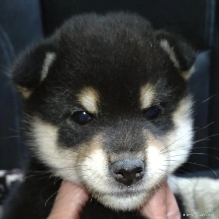 ID:2210-02005の子犬
