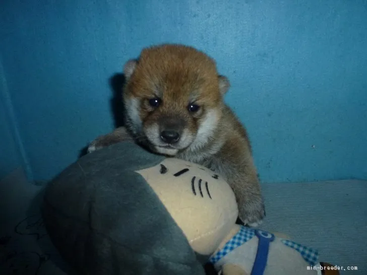 ID：2004-01382の子犬