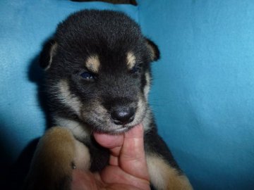 柴犬(標準サイズ)【岐阜県・男の子・2019年6月19日・黒】の写真「黒らしい柄の子です。」