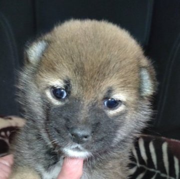 柴犬(標準サイズ)【岐阜県・女の子・2023年9月21日・赤】の写真「可愛い女の子」