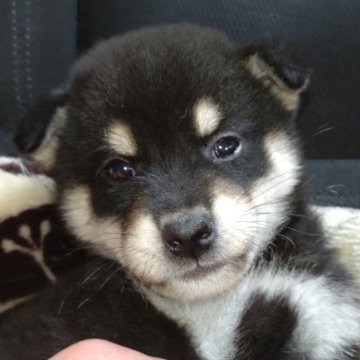 柴犬(標準サイズ)【岐阜県・男の子・2022年11月23日・黒】の写真「綺麗な配色の男の子」