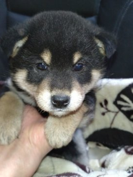 柴犬(標準サイズ)【岐阜県・男の子・2022年1月12日・黒】の写真「可愛いく甘えん坊な男の子」