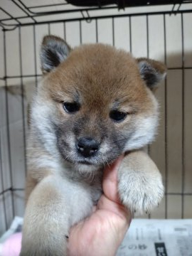 柴犬(標準サイズ)【岐阜県・女の子・2022年3月18日・赤】の写真「綺麗な赤柴になります。」