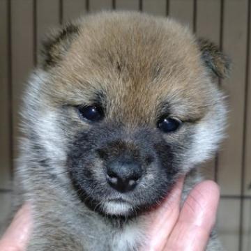 柴犬(標準サイズ)【岐阜県・女の子・2022年6月27日・赤】の写真「可愛い女の子」