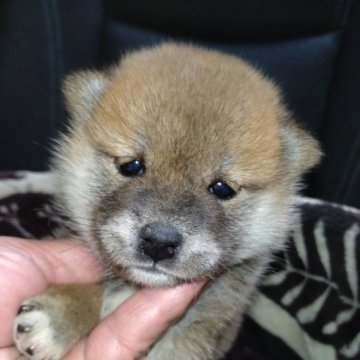 柴犬(標準サイズ)【岐阜県・女の子・2023年10月5日・赤】の写真「まん丸顔の女の子」