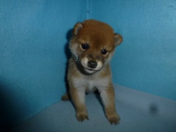柴犬(標準サイズ)【岐阜県・男の子・2019年7月17日・赤】の写真「優しい顔の男の子」