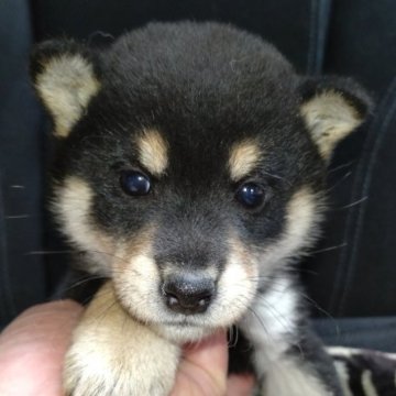 柴犬(標準サイズ)【岐阜県・男の子・2022年12月7日・黒】の写真「綺麗な配色の男の子」