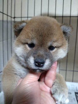 柴犬(標準サイズ)【岐阜県・女の子・2022年3月18日・赤】の写真「可愛い女の子」