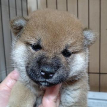 柴犬(標準サイズ)【岐阜県・男の子・2022年6月4日・赤】の写真「まん丸顔の男の子」