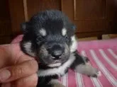 柴犬(標準サイズ)【岐阜県・男の子・2020年5月20日・黒】の写真1「6/5撮影」